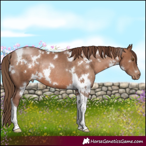Horse Color:White Spotted Brown Pearl Tobiano Rabicano 