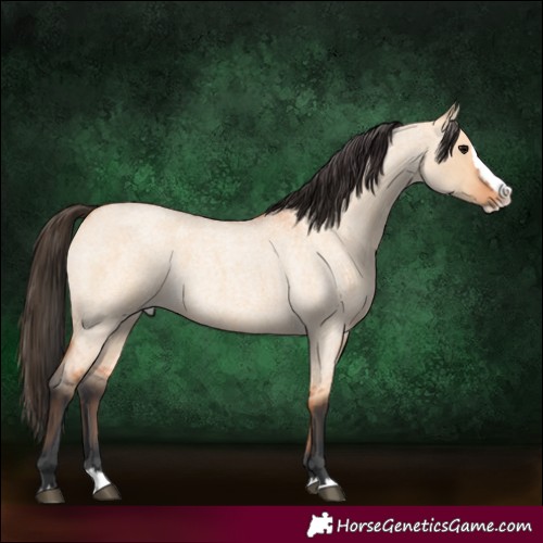 Horse Color:Bay Roan Dun Splash