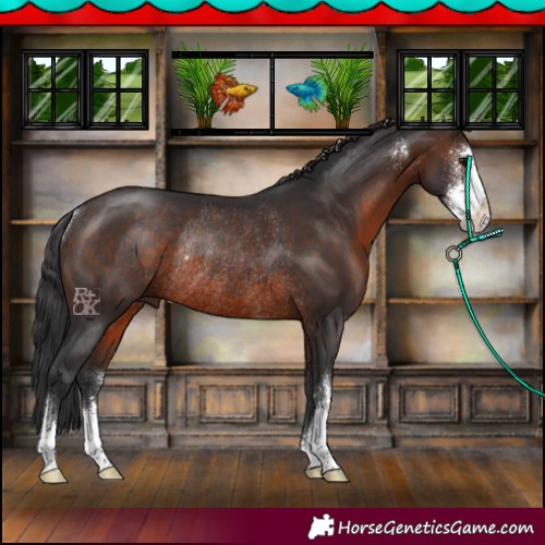 Horse Color:Brown Sabino Rabicano