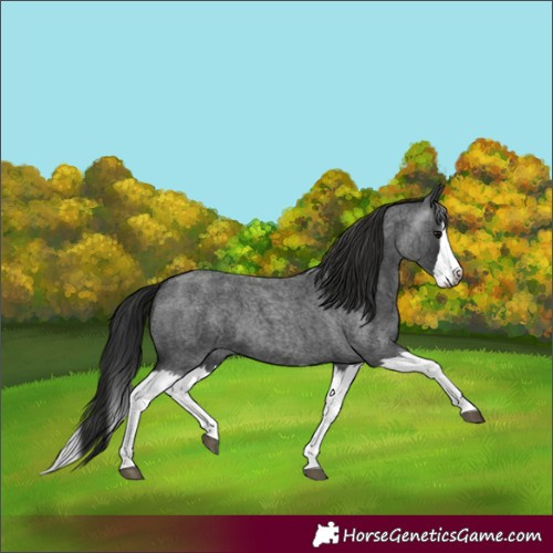 Horse Color:Gray Blue Roan Splash