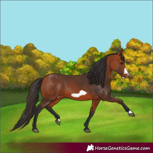 Horse Color:Bay Frame 