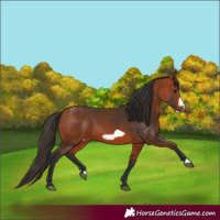 Horse Color:Bay Frame