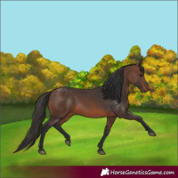 Horse Color:Brown 