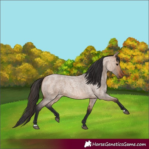 Horse Color:Bay Roan Dun 