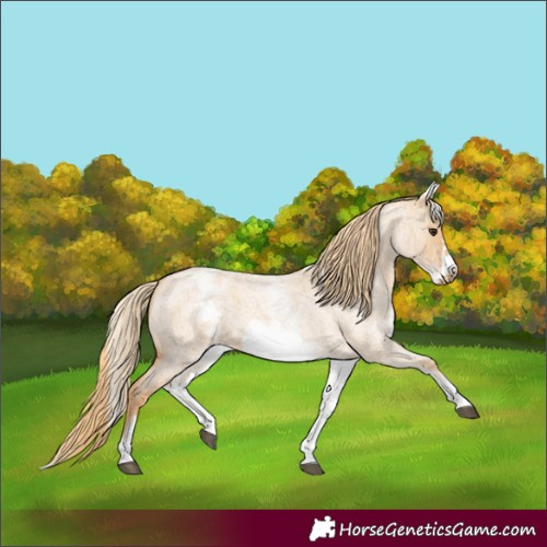 Horse Color:White Spotted Red Dun Roan Frame 