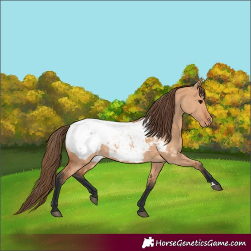 Horse Color:Bay Dun Appaloosa 