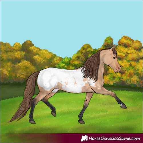 Horse Color:Bay Dun Appaloosa 