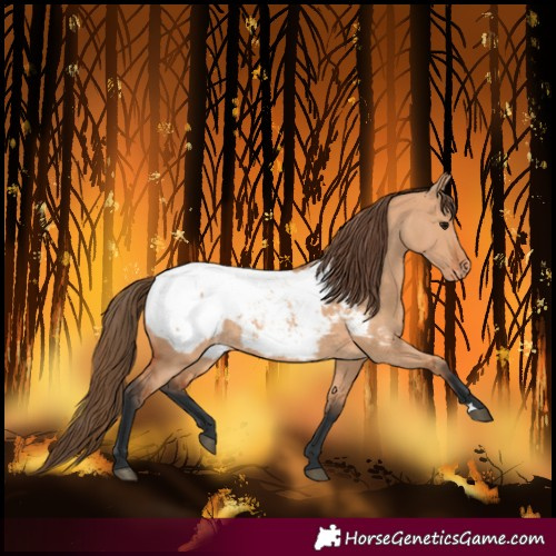 Horse Color:Bay Dun Snowcap 