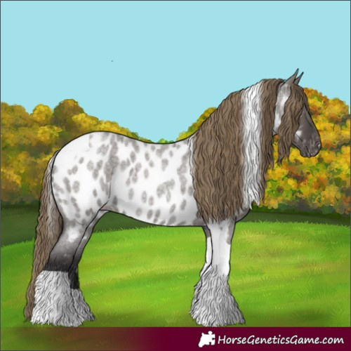 Horse Color:Smoky Grullo Roan Tobiano Appaloosa 