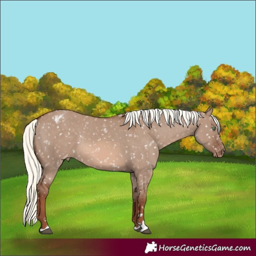 Horse Color:Red Dun Mushroom Appaloosa Rabicano 