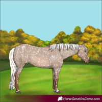 Horse Color:Red Dun Mushroom Appaloosa Rabicano