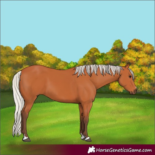 Horse Color:Silver Bay 