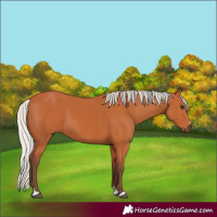Horse Color:Silver Bay