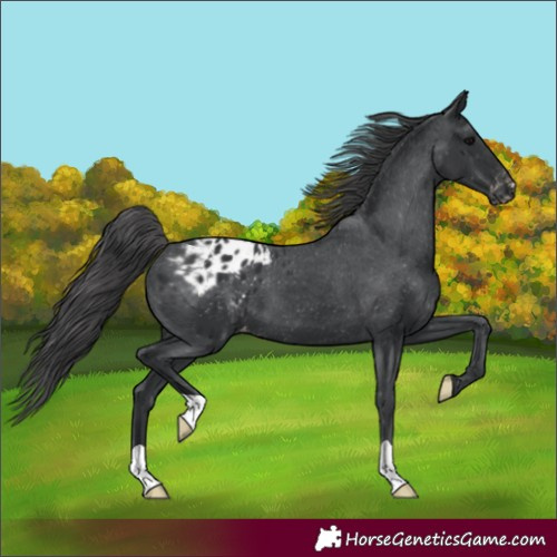 Horse Color:Black Blanket 