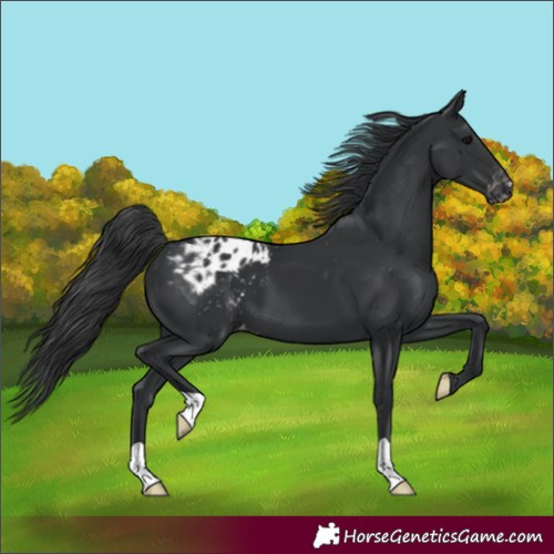 Horse Color:Black Appaloosa 