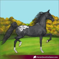 Horse Color:Black Blanket 