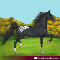 Horse Color:Black Appaloosa 