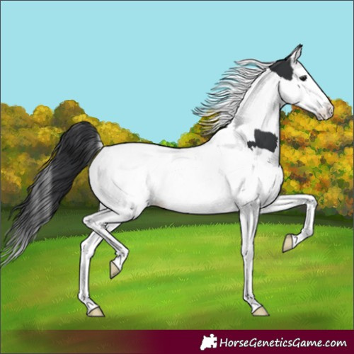 Horse Color:Black Splash Tobiano