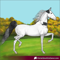 Horse Color:Black Splash Tobiano 