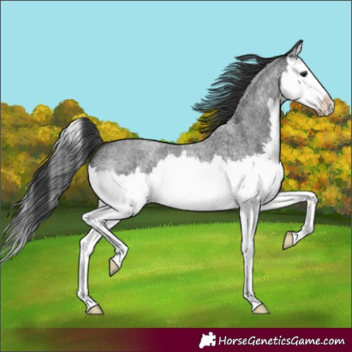 Horse Color:Blue Roan Splash 