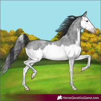 Horse Color:Blue Roan Splash