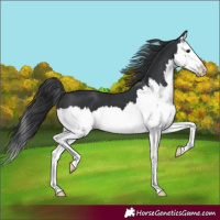 Horse Color:Black Splash