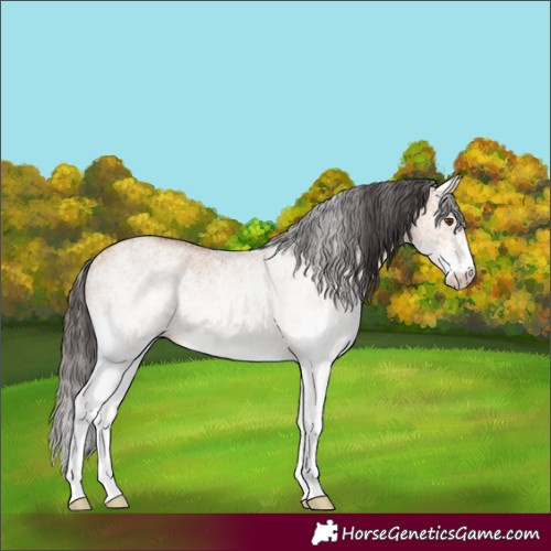 Horse Color:White Spotted Bay Dun Rabicano 