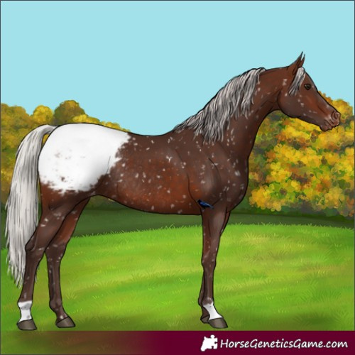 Horse Color:Silver Brown Appaloosa Rabicano