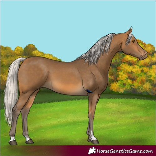 Horse Color:Silver Buckskin 