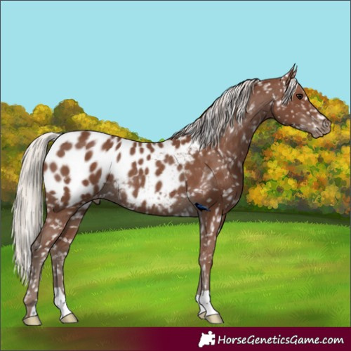 Horse Color:Silver Black Appaloosa Rabicano 