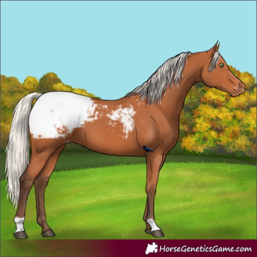 Horse Color:Silver Bay Appaloosa 
