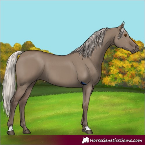 Horse Color:Silver Grullo 
