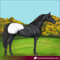 Horse Color:Black Appaloosa 