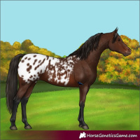 Horse Color:Gray Bay Appaloosa 