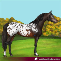 Horse Color:Gray Bay Blanket
