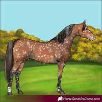 Horse Color:Bay Snowflake Varnish
