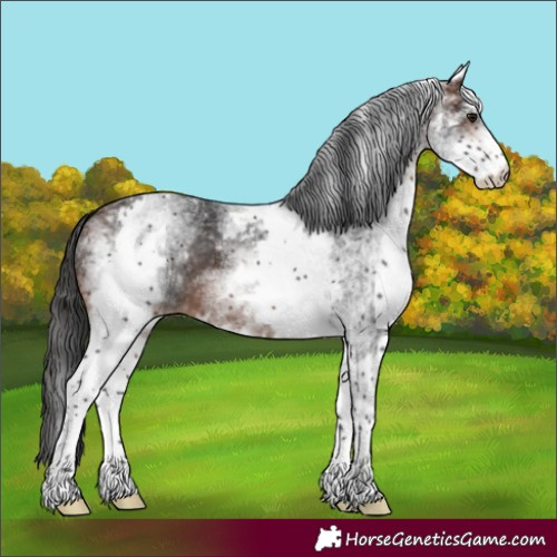 Horse Color:White Spotted Brown 