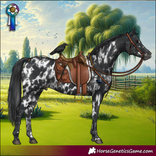 Horse Color:Black Appaloosa  and Black Skewed Appaloosa 