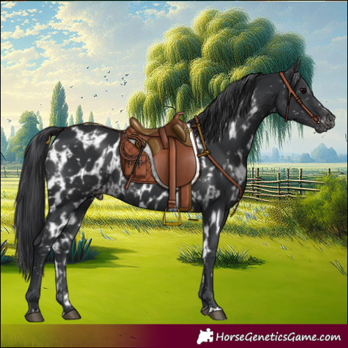 Horse Color:Black Appaloosa  and Black Skewed Appaloosa 