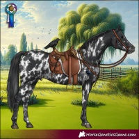 Horse Color:Black Appaloosa and Black Skewed Appaloosa