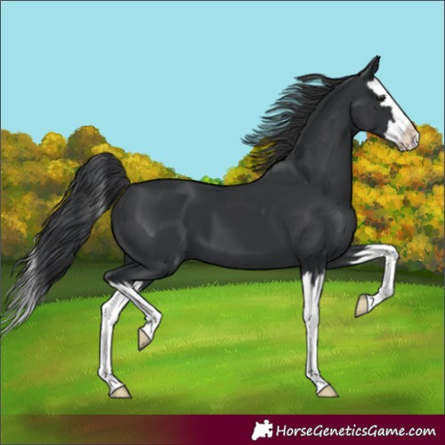 Horse Color:Black Splash 