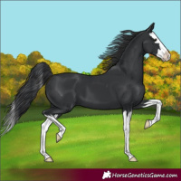 Horse Color:Black Splash 