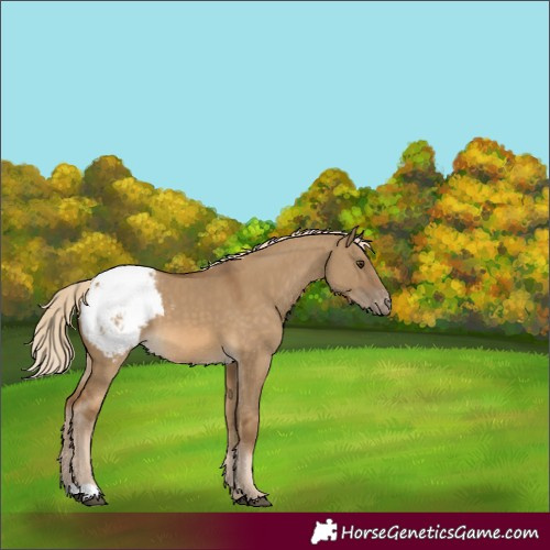 Horse Color:Chocolate Palomino Dun Appaloosa