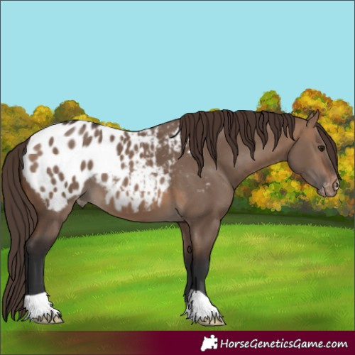 Horse Color:Brown Dun Appaloosa 