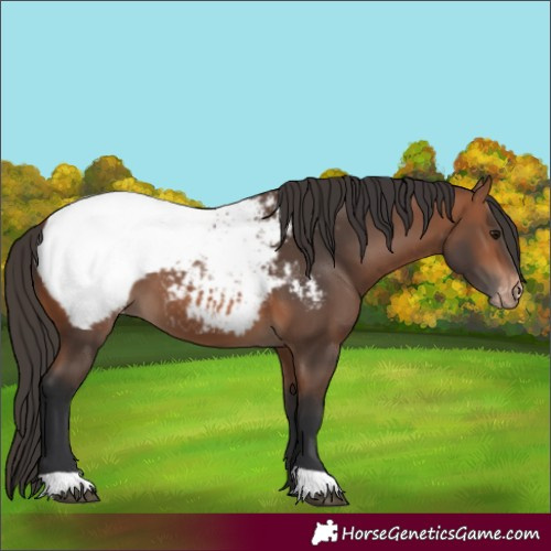 Horse Color:Bay Appaloosa 