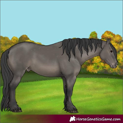 Horse Color:Grullo Varnish 