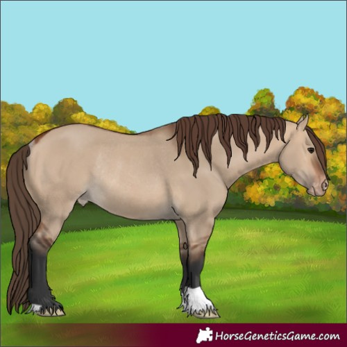 Horse Color:Bay Dun Varnish Rabicano 