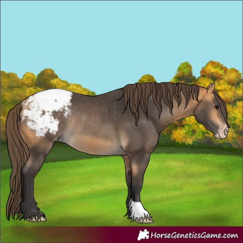 Horse Color:Buckskin Snowcap Rabicano