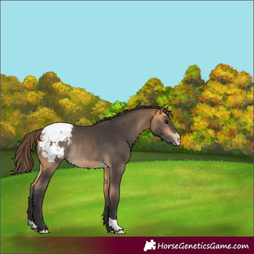 Horse Color:Buckskin Appaloosa Rabicano 