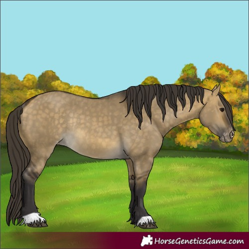 Horse Color:Buckskin Dun Varnish Rabicano